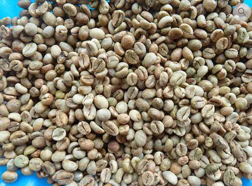 Cà phê Robusta