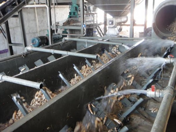 Dây chuyền rửa củ cải