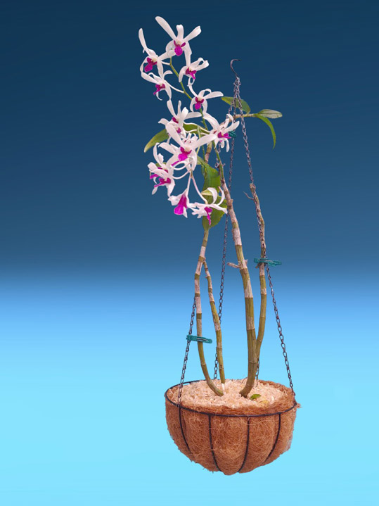 Giỏ hoa Q30 cm