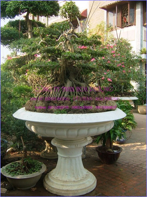 Cây cảnh nghệ thuật