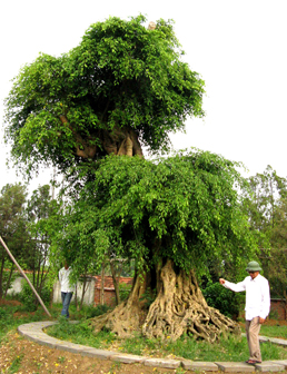 Cây sanh đại thụ
