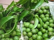 Cây sấu giống