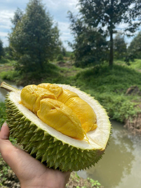 Sầu riêng