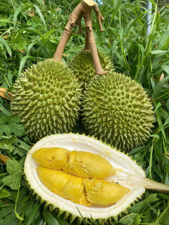 Sầu riêng