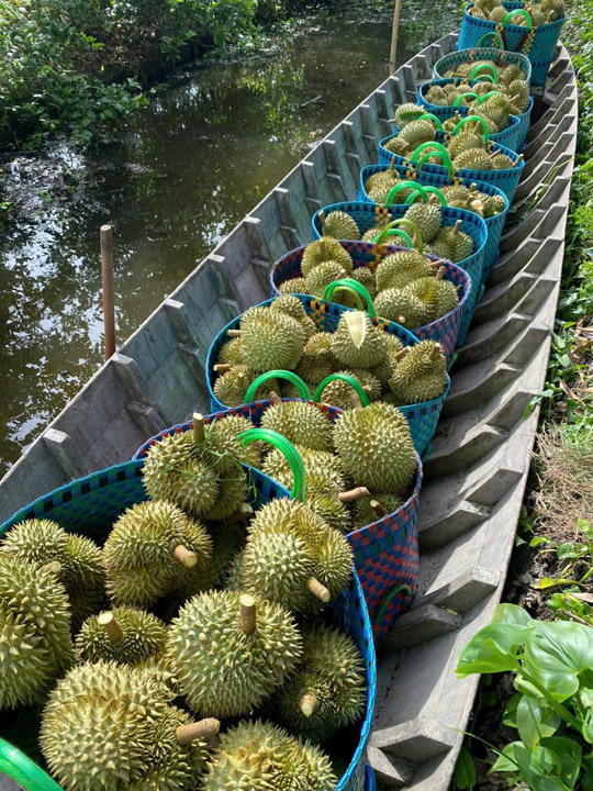 Sầu riêng