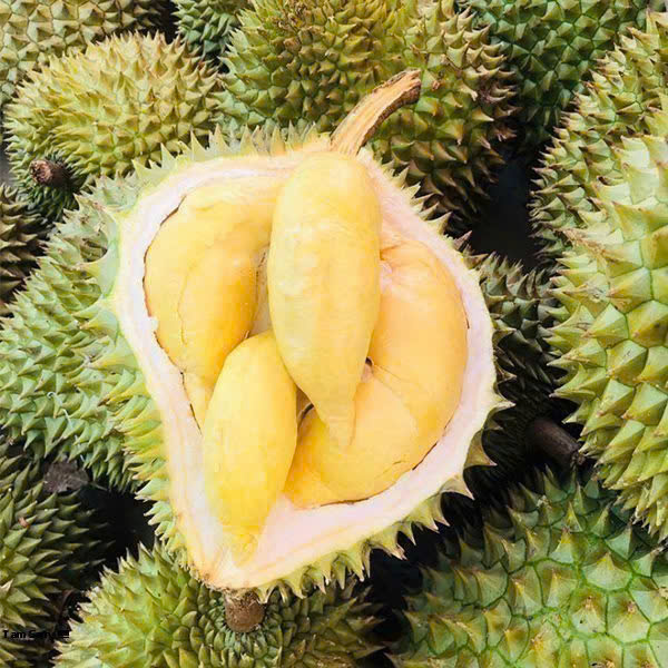 Sầu riêng