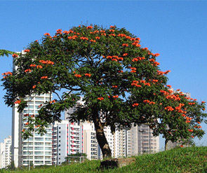Sò đo cam