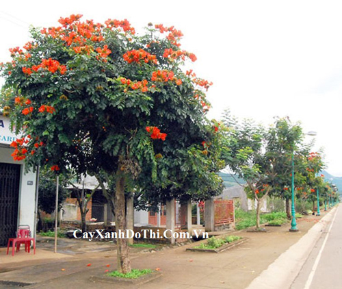 Sò đỏ cam