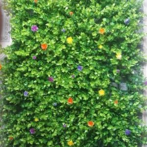 Vỉ cỏ tai chuột hoa sen đá