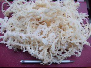 Tảo biển Spinosum