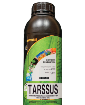 Tarssus