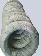 Dây thép lò xo