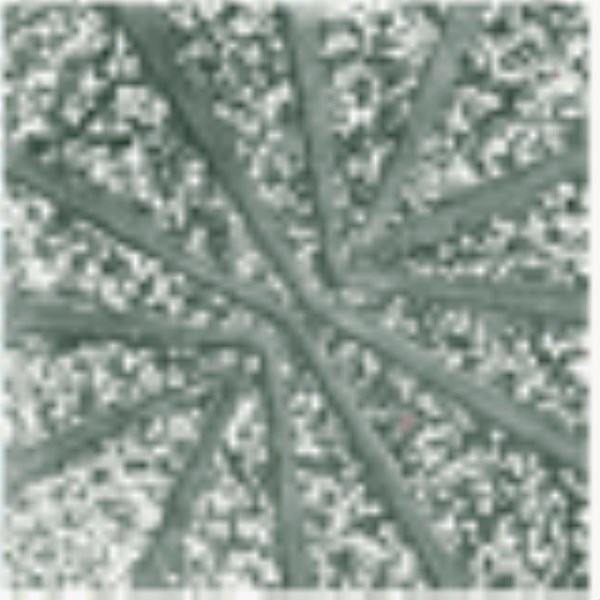 Gạch Terrazzo