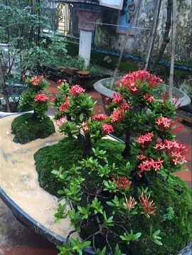 Thảm hoa