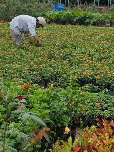 Thảm hoa