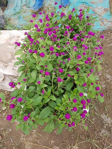 Thảm hoa