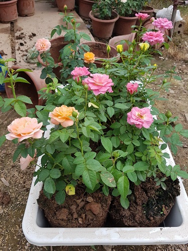 Thảm hoa