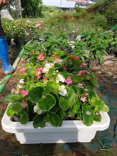 Thảm hoa