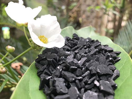 Than gáo dừa