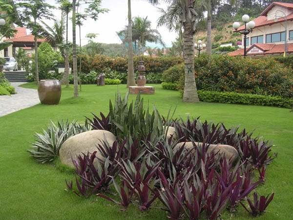 Dịch vụ cây xanh