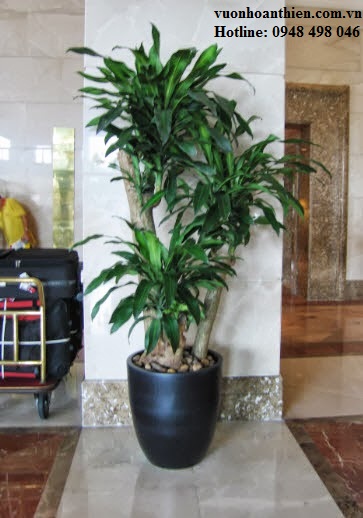 Thiết mộc lan gốc