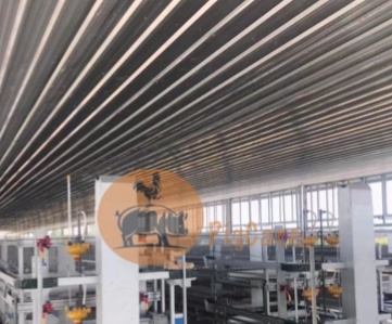 Thiết bị gà hậu bị 1 - 12 ngày tuổi
