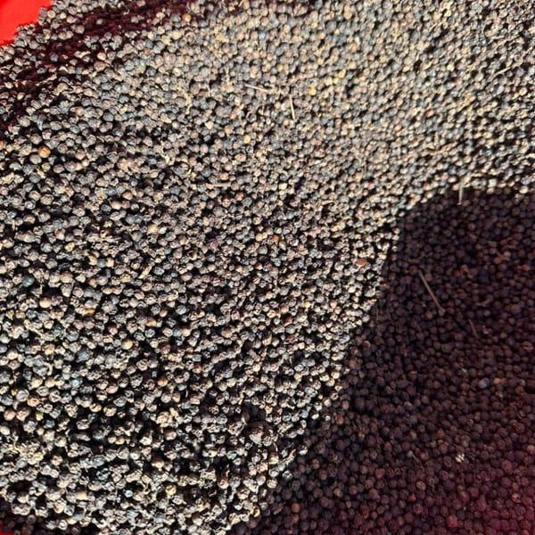 Tiêu đen 500 G/L