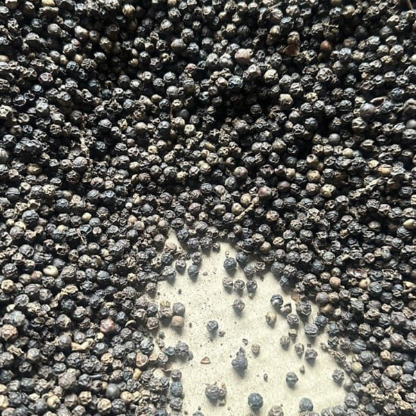 Tiêu đen 500 G/L FAQ