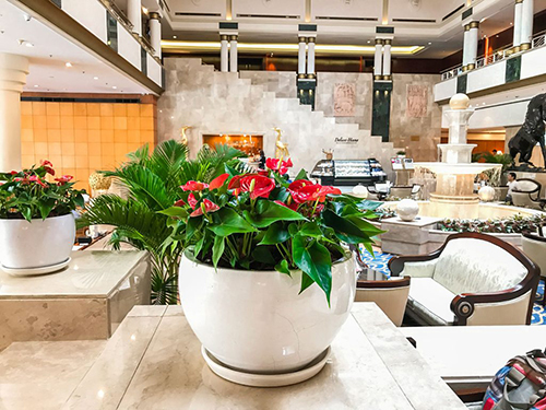 Cây tiểu hồng môn