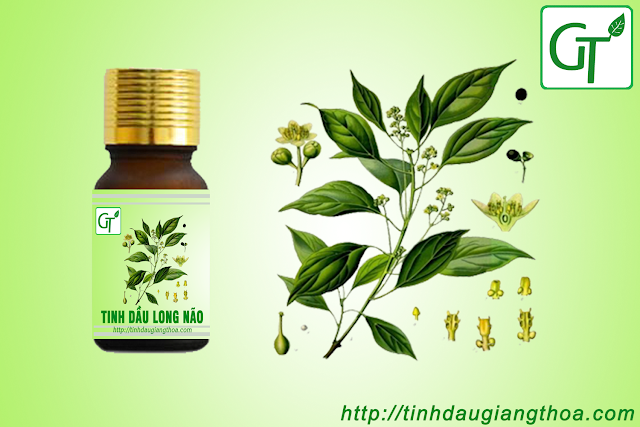 Tinh dầu long não nguyên chất