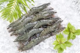 Tôm tươi