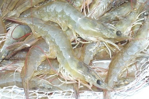 Tôm thẻ 100-140 con trên 1 kg