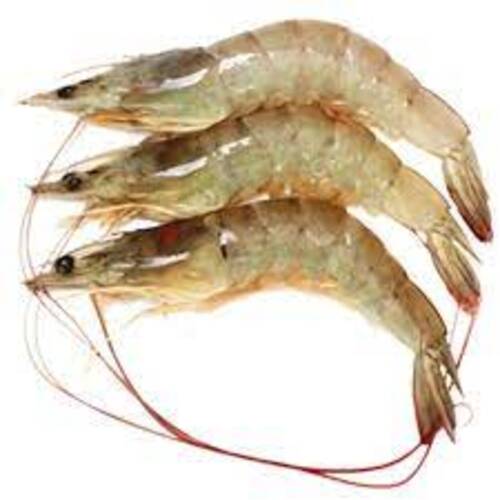 Tôm tươi 40 con trên 1 kg