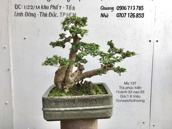 Trà phúc kiến