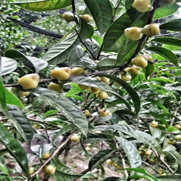 Trà thanh lọc