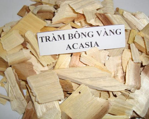 gỗ tràm bông vàng