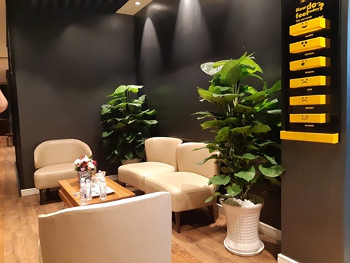 Cây trầu bà cọc