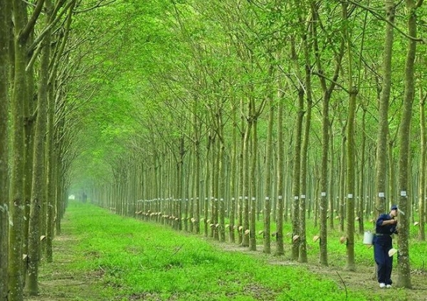 Trị rụng lá