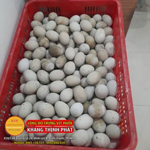 Trứng bắc thảo