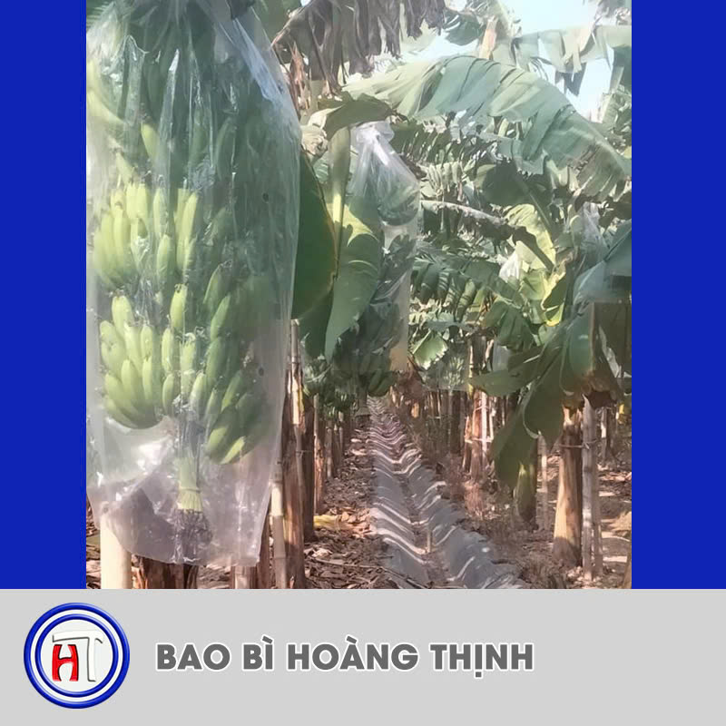 Túi PE đục lỗ