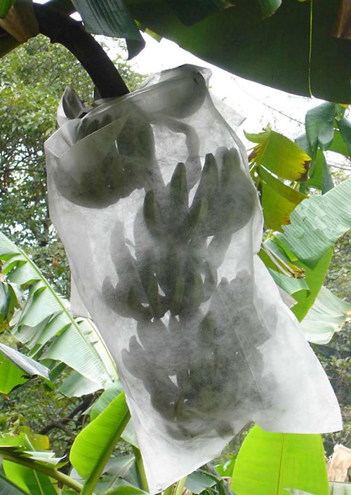 Vải làm túi bọc trái cây