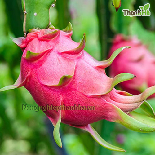 Túi vải bao thanh long