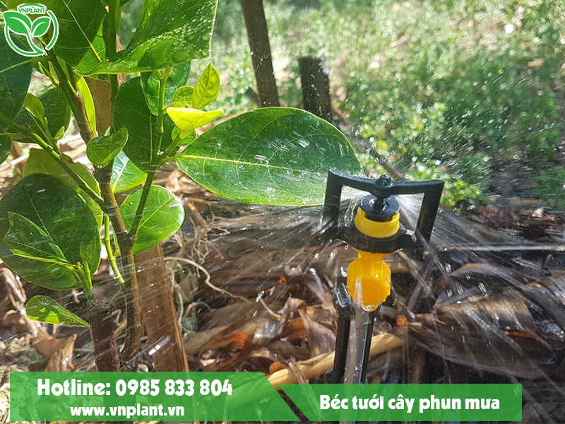 Hệ thống tưới phun mưa