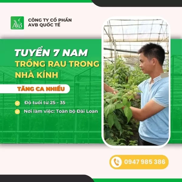 Tuyển nam trồng rau trong nhà kính