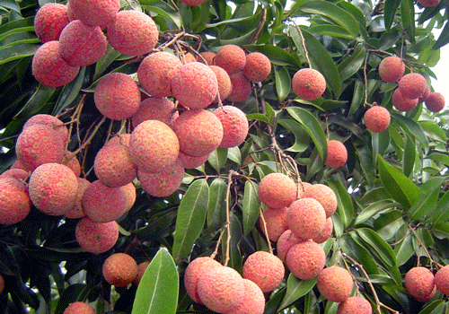 Vải thiều tươi