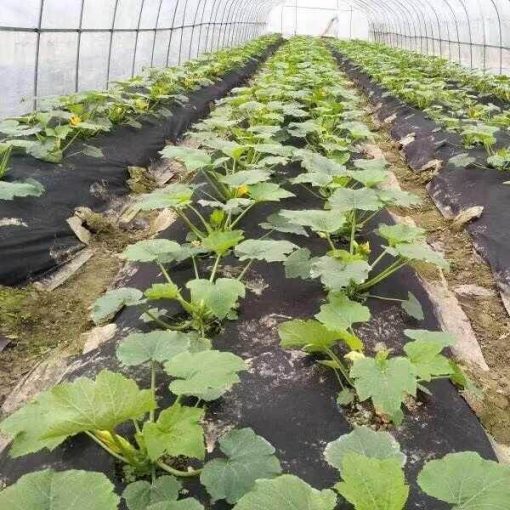 Vải không dệt cho nông nghiệp