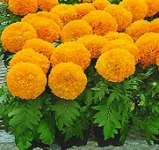 Vạn thọ mỹ