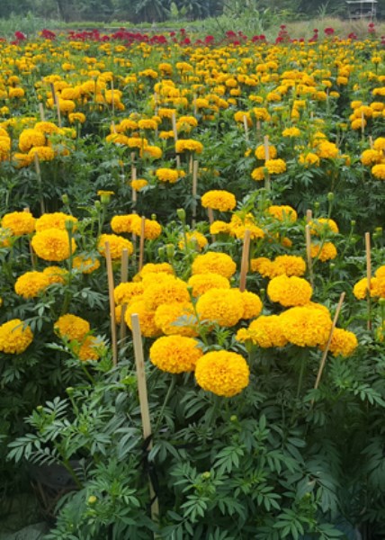 Hoa vạn thọ