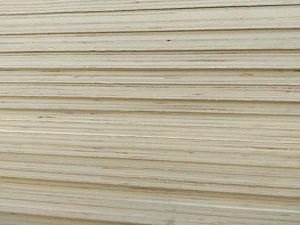 Ván Poplar Trung Quốc