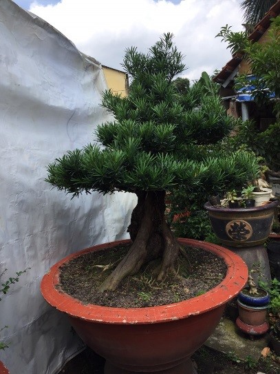 Vạn niên tùng
